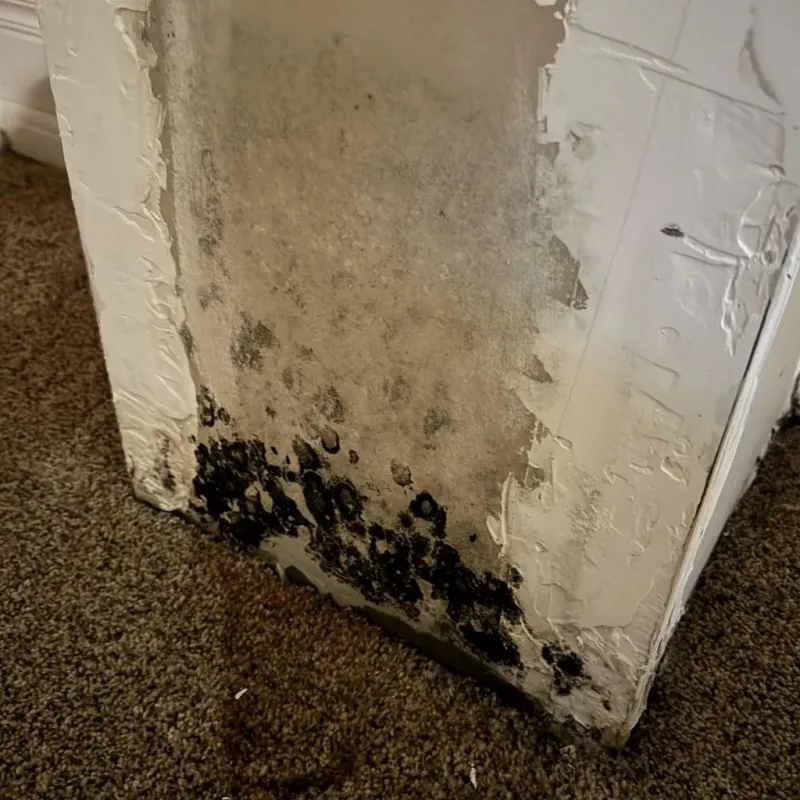 Professional Mold Removal in Cinnaminson, NJ